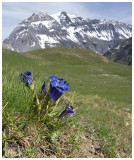 Gentiana acaulis