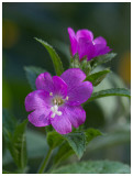 Epilobium hirsutum 