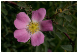 Rosa canina