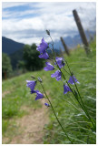 Campanula rotundifolia
