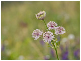 Astrantia major 