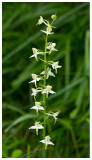 Platanthera bifolia