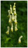 Aconitum lycoctonum