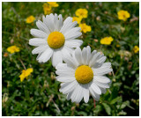 Leucanthemum vulgare