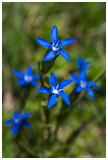 Gentiana nivalis