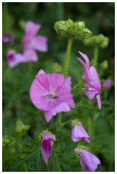 Malva alcea 