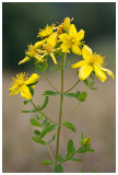 Hypericum perforatum