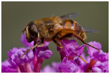 Eristalis tenax 