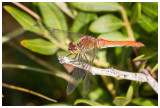 Sympetrum fonscolombii (m) 
