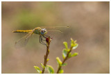 Sympetrum fonscolombii (f) 