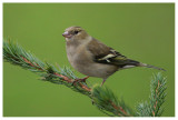 Chaffinch