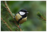 Great Tit