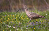 Long Billed Curlew, Texas