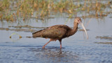 White Faced Ibis, Texas