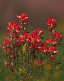 Indian Paintbrush