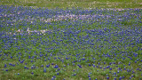 Bluebonnets & Evening Primrose