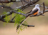 Scissor-tailed Flycatcher