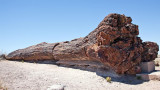 Petrified Forest NP
