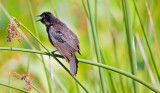 05-23-11 Lake Seminole 41 (Medium).jpg
