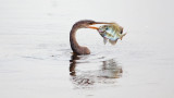 07-27-2011 Viera Wetlands 14.jpg