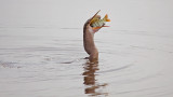 07-27-2011 Viera Wetlands 27.jpg