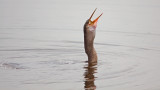 07-27-2011 Viera Wetlands 28.jpg