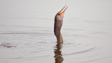 07-27-2011 Viera Wetlands 29.jpg
