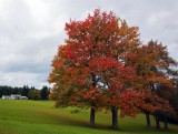 Early Fall