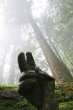 glove in the woods