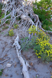 gnarly trees day 1