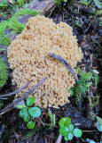 corral mushroom