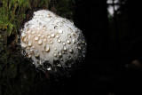wet fungus