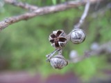 manuka seed pod