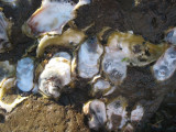 Oysters!  There were a lot, but unfortunately only the size of a thumbnail
