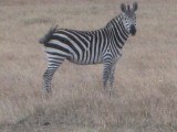Finally, zebras up close.jpg