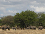 Elephants walk out of the tree.jpg
