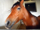 Red Calm Horse