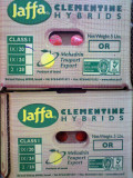 Israeli Jaffa Clementine