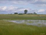 Vernal Pools