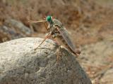 Delhi Sands Flower-loving Fly