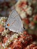 Common Hairstreak