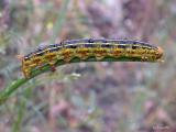 White-lined Sphinx Moth