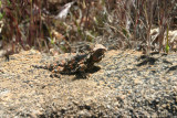 Horny Toad Along The PCT