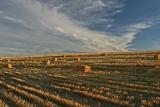 Bales of Straw