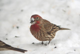 House Finch With A  Mouth Full   Of Seed