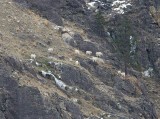  Goats Seem To Be  Everywhere ALong Upper Lake In Winter