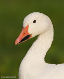 SnowGoose58c4519.jpg