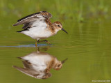 LeastSandpiper09c2317.jpg