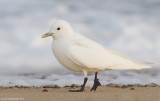 IvoryGull01c4363.jpg