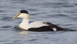 CommonEider29c7482.jpg